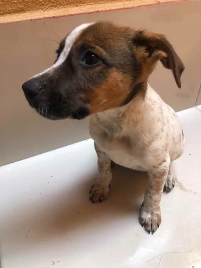 Cachorro ra a Vira lata  idade 2 a 6 meses nome Princesa 