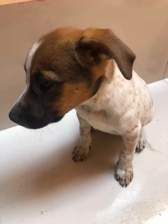 Cachorro ra a Vira lata  idade 2 a 6 meses nome Princesa 
