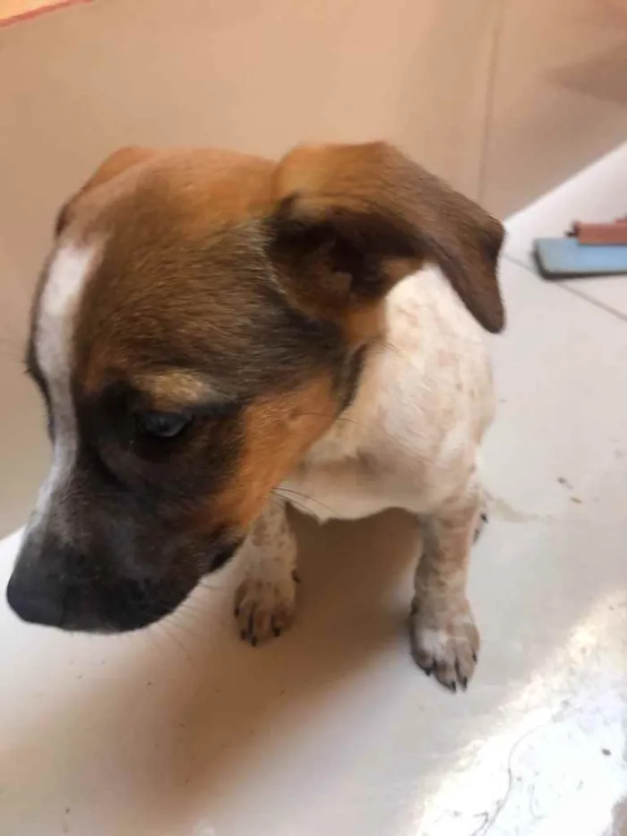 Cachorro ra a Vira lata  idade 2 a 6 meses nome Princesa 