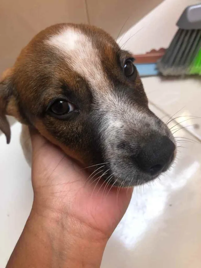 Cachorro ra a Vira lata  idade 2 a 6 meses nome Princesa 