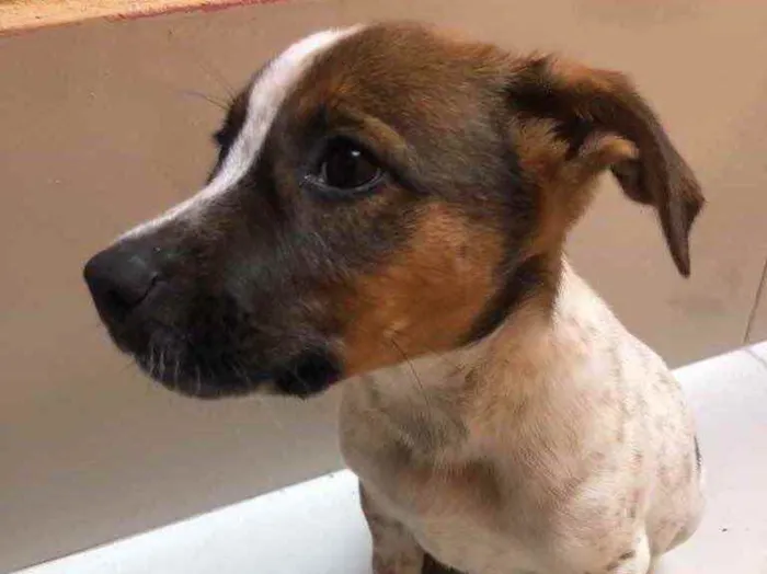 Cachorro ra a Vira lata  idade 2 a 6 meses nome Princesa 