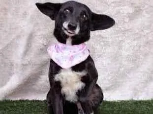Cachorro ra a SRD idade 3 anos nome Maria Clara