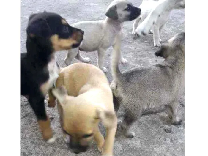 Cachorro raça Srd idade 2 a 6 meses nome Pepa