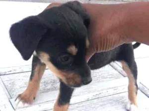 Cachorro raça Srd idade 2 a 6 meses nome Pepa