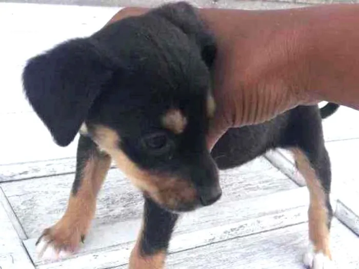 Cachorro raça Srd idade 2 a 6 meses nome Pepa