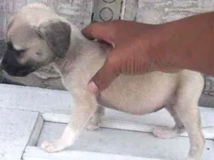 Cachorro raça Srd idade 2 a 6 meses nome Cindy