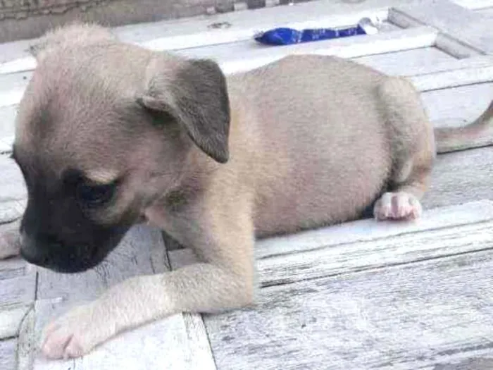 Cachorro raça Srd idade 2 a 6 meses nome Nina