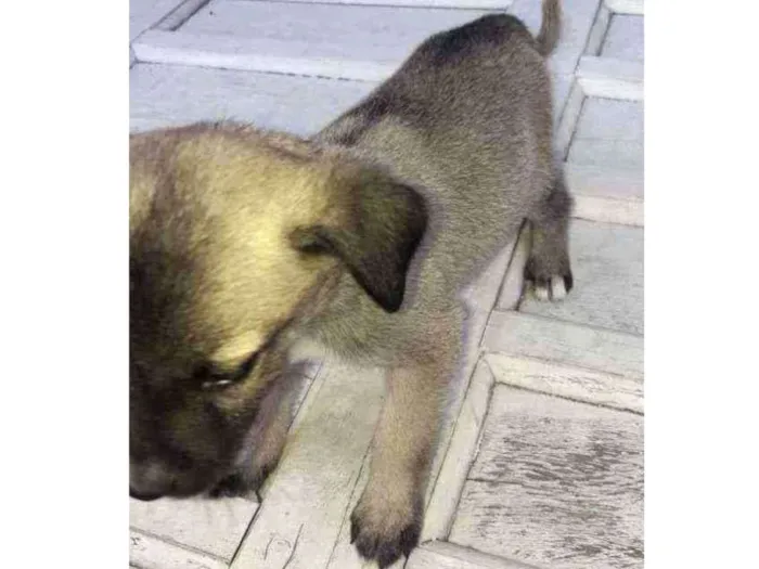 Cachorro raça Srd idade 2 a 6 meses nome Dino