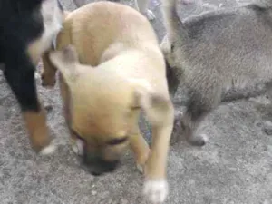 Cachorro raça Srd idade 2 a 6 meses nome Dino