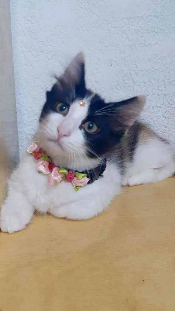 Gato raça SRD  idade 2 a 6 meses nome Pietra 
