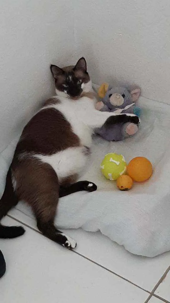 Gato ra a misto idade 2 anos nome Apolo