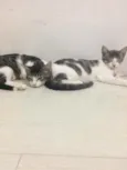 Luck e Lucy