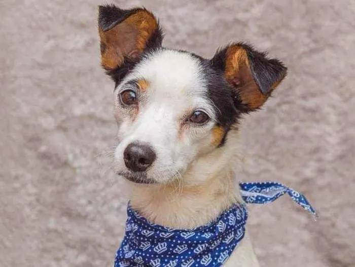 Cachorro ra a SRD idade 2 anos nome Rocco