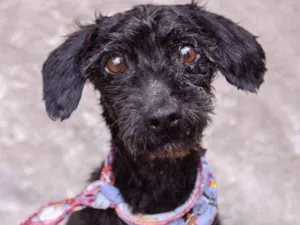 Cachorro raça SRD idade 1 ano nome Nero