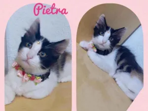 Gato raça SRD  idade 2 a 6 meses nome Pietra 