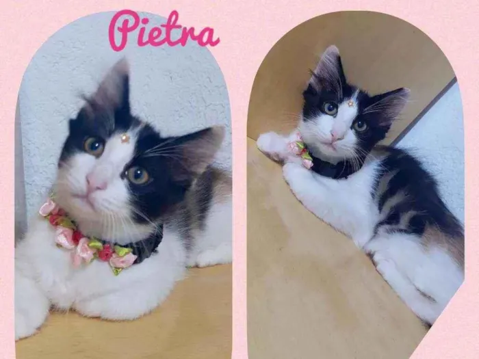 Gato raça SRD  idade 2 a 6 meses nome Pietra 