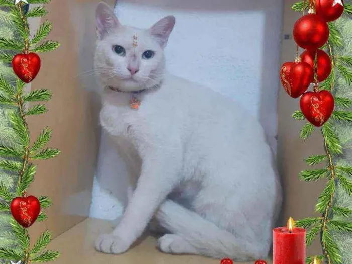 Gato raça SRD  idade 2 anos nome Mily 