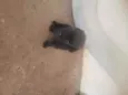 Não tem ainda