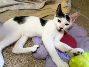 Gato raça SRD-ViraLata idade 2 a 6 meses nome Teka
