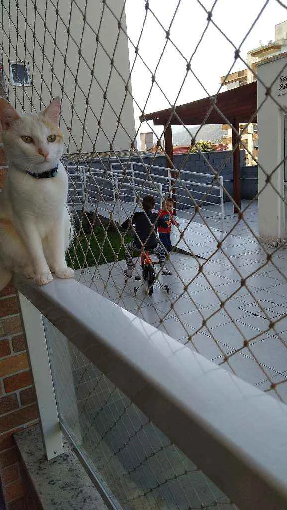 Gato raça Não sei idade 2 anos nome Harry potter