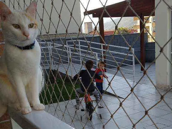 Gato raça Não sei idade 2 anos nome Harry potter