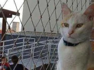 Gato raça Não sei idade 2 anos nome Harry potter
