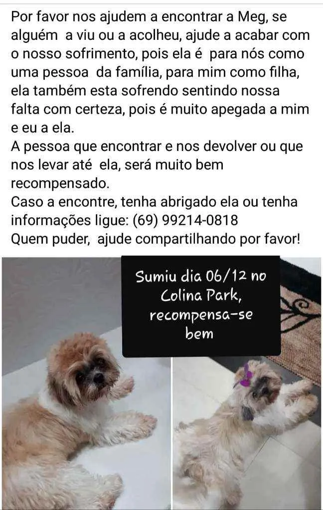 Cachorro ra a Shih-tzu idade 5 anos nome Meg 