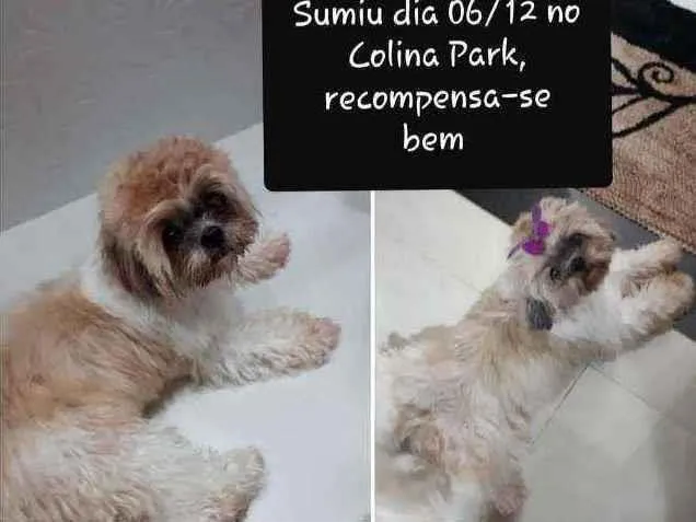 Cachorro ra a Shih-tzu idade 5 anos nome Meg 