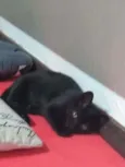 Não possui