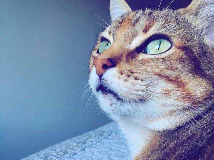 Gato ra a Gato doméstico sem raça  idade 6 ou mais anos nome MONALISA