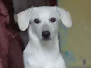 Cachorro raça Não sei informar não idade 2 a 6 meses nome Neve