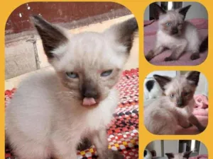 Gato raça Srd mix siames idade 2 a 6 meses nome Bebe