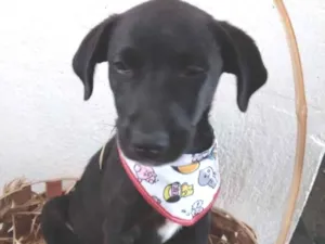 Cachorro raça Srd idade 2 a 6 meses nome Maya