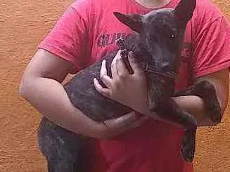 Cachorro ra a Vira lata idade 2 a 6 meses nome Pandora