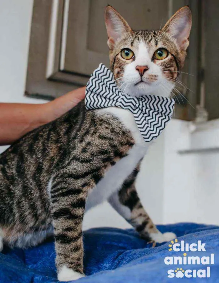 Gato ra a SRD idade 2 a 6 meses nome Bruce