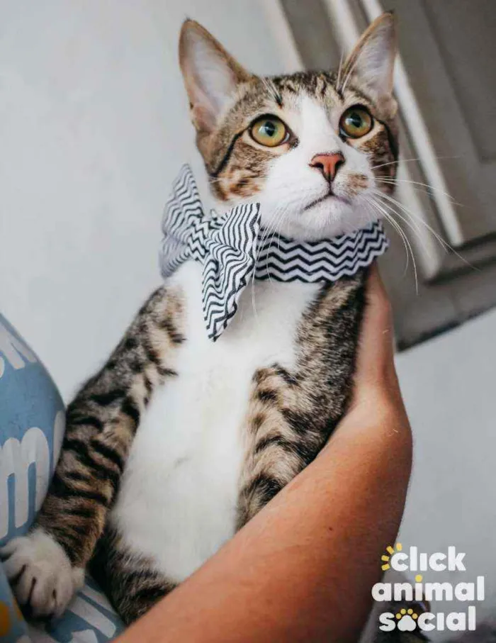 Gato ra a SRD idade 2 a 6 meses nome Bruce