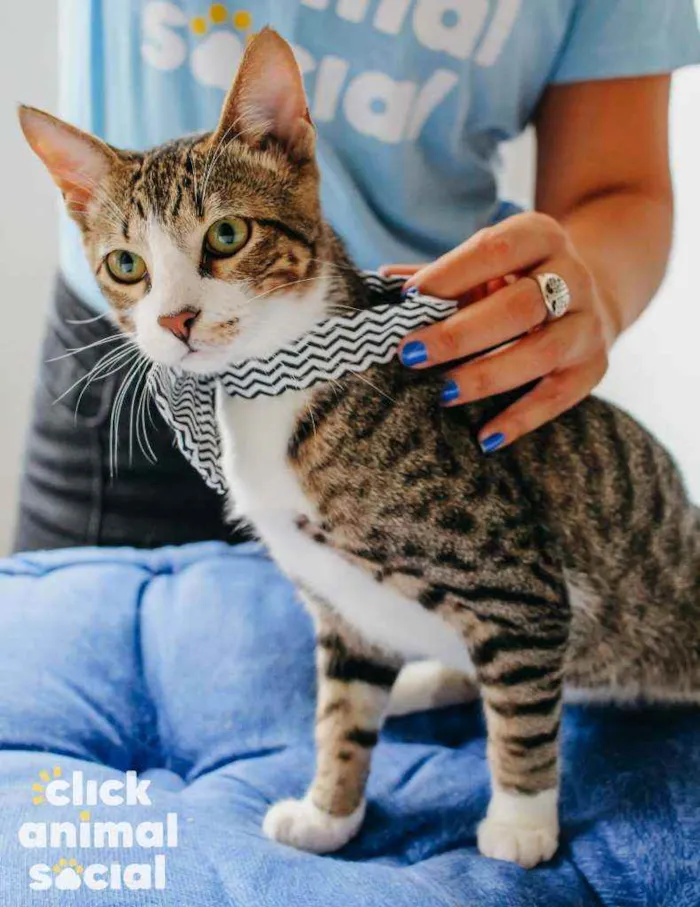 Gato ra a SRD idade 2 a 6 meses nome Bruce