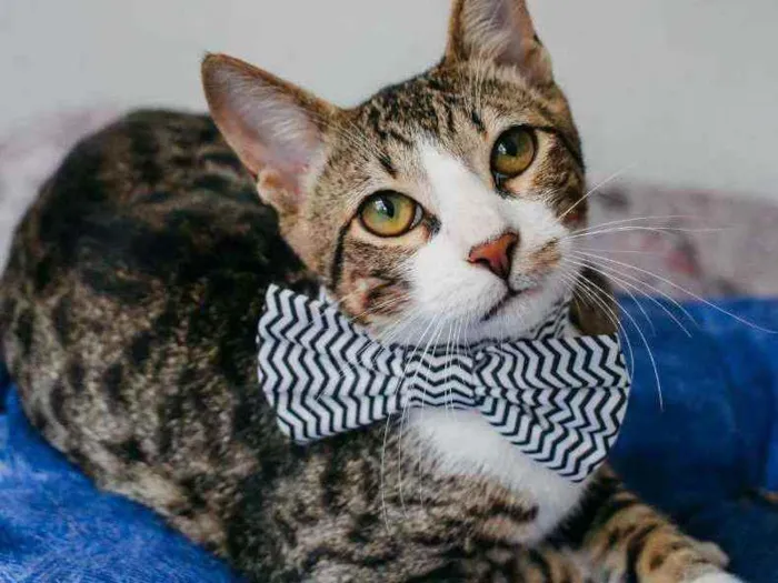 Gato ra a SRD idade 2 a 6 meses nome Bruce