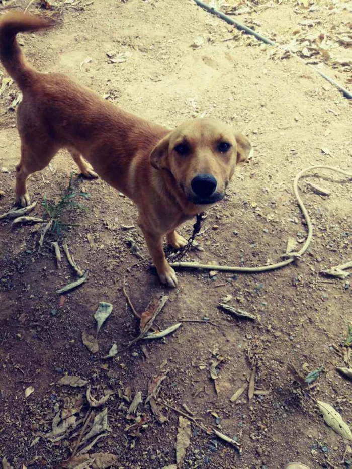 Cachorro ra a  idade 2 a 6 meses nome Mel