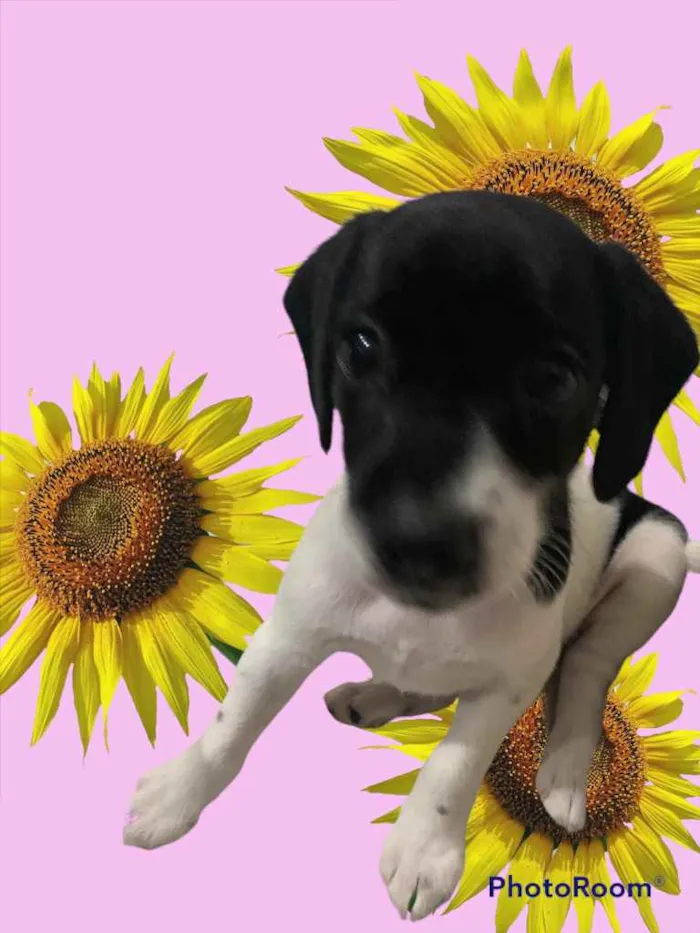 Cachorro ra a Mestiço  idade Abaixo de 2 meses nome Filhos da Annita