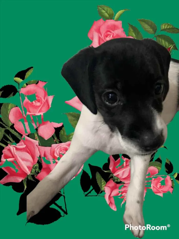 Cachorro ra a Mestiço  idade Abaixo de 2 meses nome Filhos da Annita