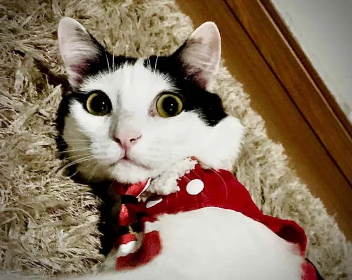 Gato raça Misturado idade 1 ano nome Glenn 