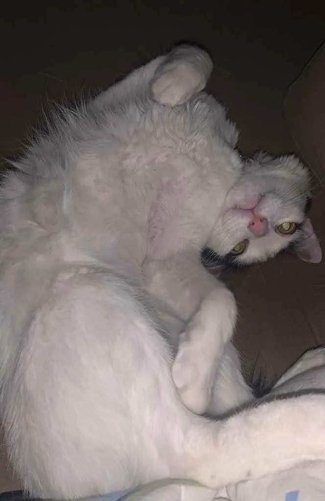 Gato raça Misturado idade 1 ano nome Glenn 