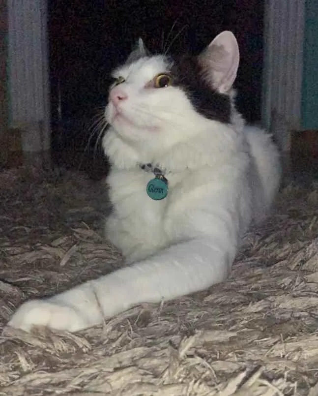 Gato raça Misturado idade 1 ano nome Glenn 