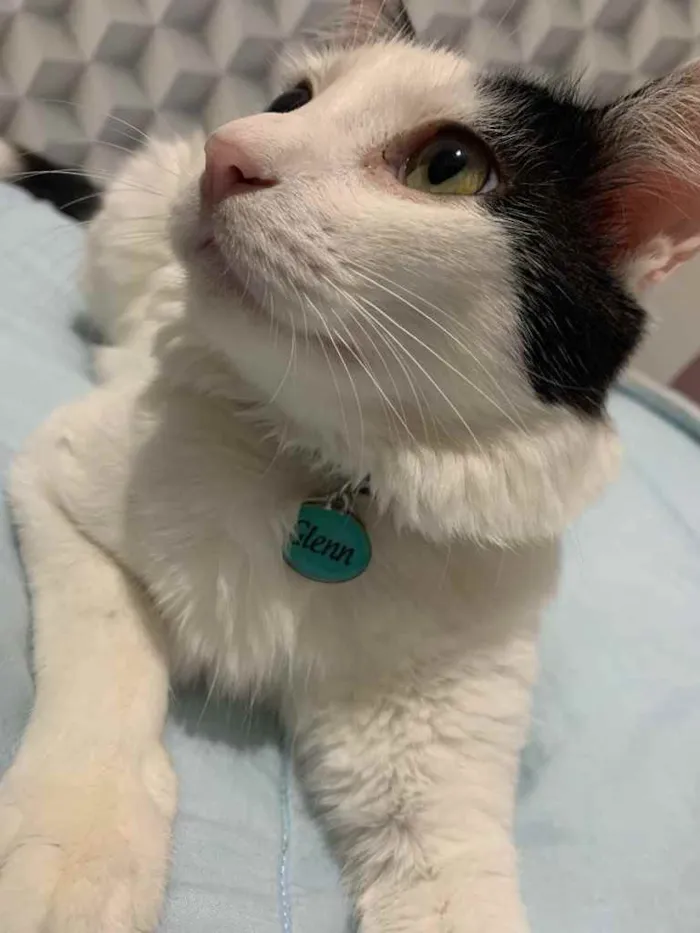 Gato raça Misturado idade 1 ano nome Glenn 