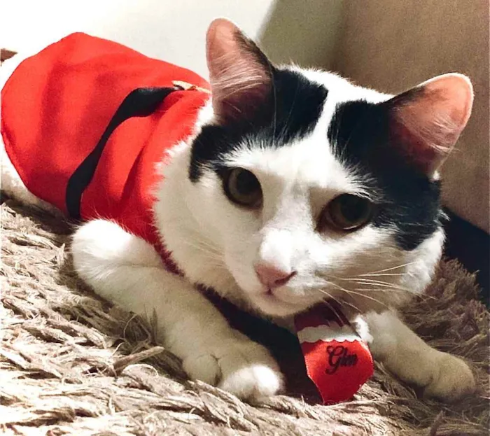 Gato raça Misturado idade 1 ano nome Glenn 