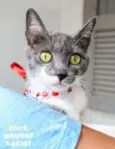 Felicia