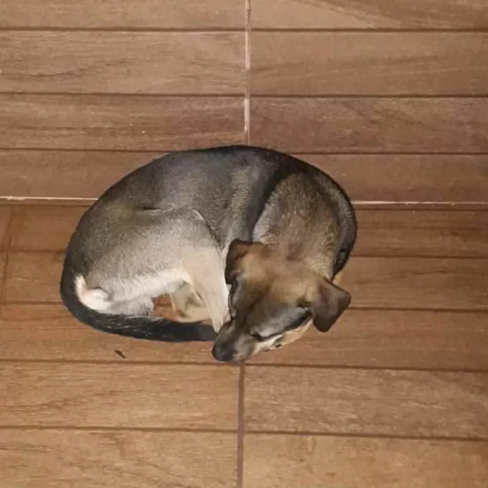 Cachorro ra a Vira-lata idade 1 ano nome Téo 