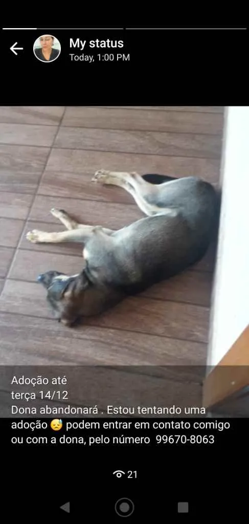 Cachorro ra a Vira-lata idade 1 ano nome Téo 