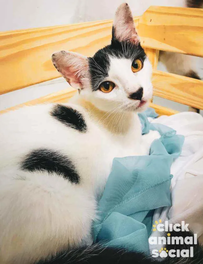 Gato ra a SRD-ViraLata idade 2 a 6 meses nome Brad